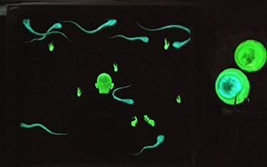 日本画家 佐藤宏三 Hidden Art「耳無芳一」其壱 蓄光顔料による裏彩色